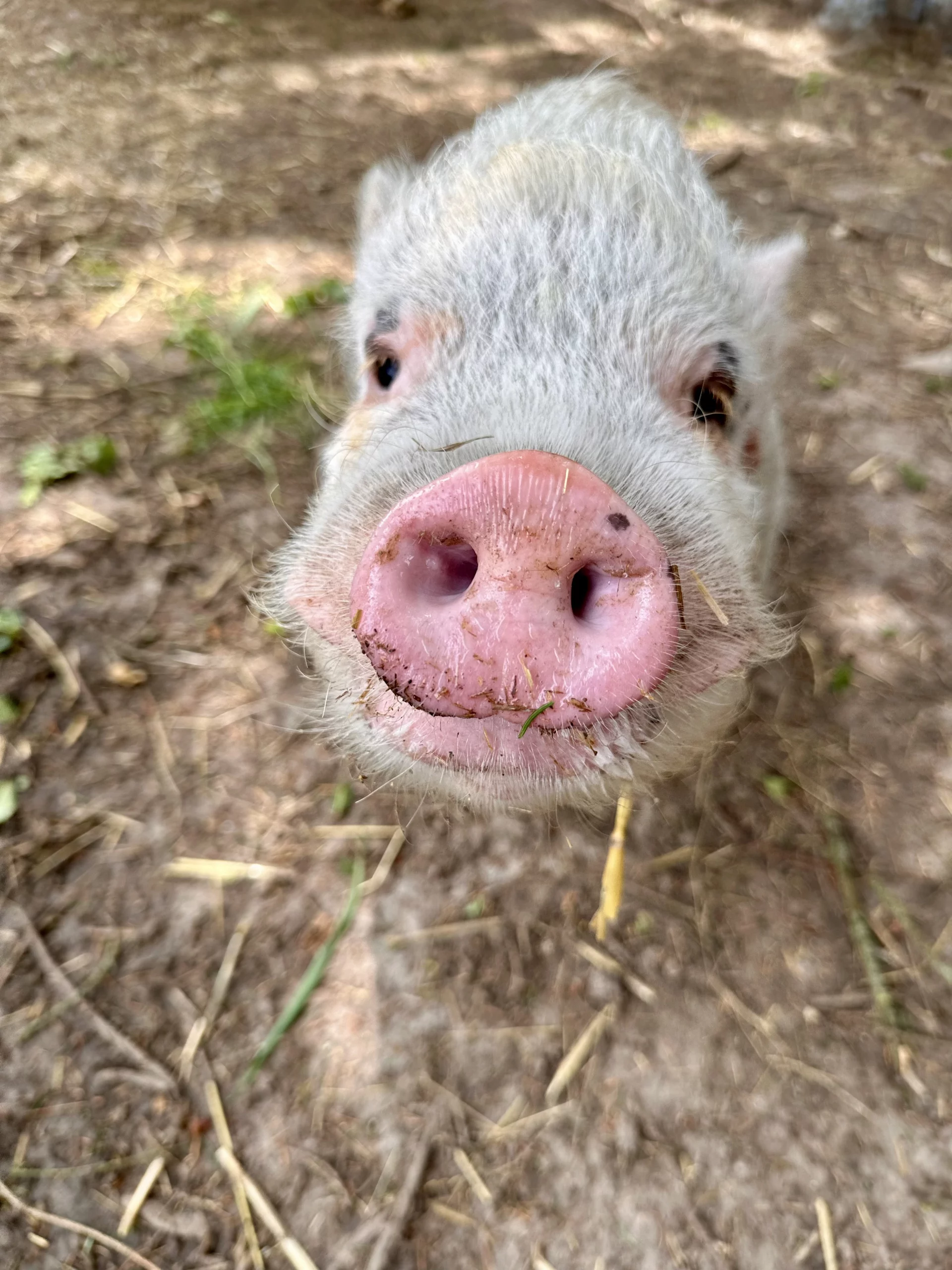 Chèvre