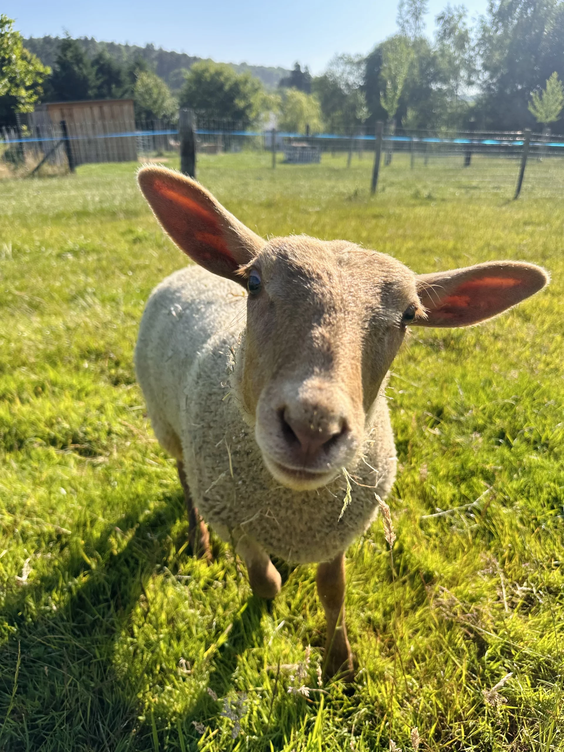 Chèvre