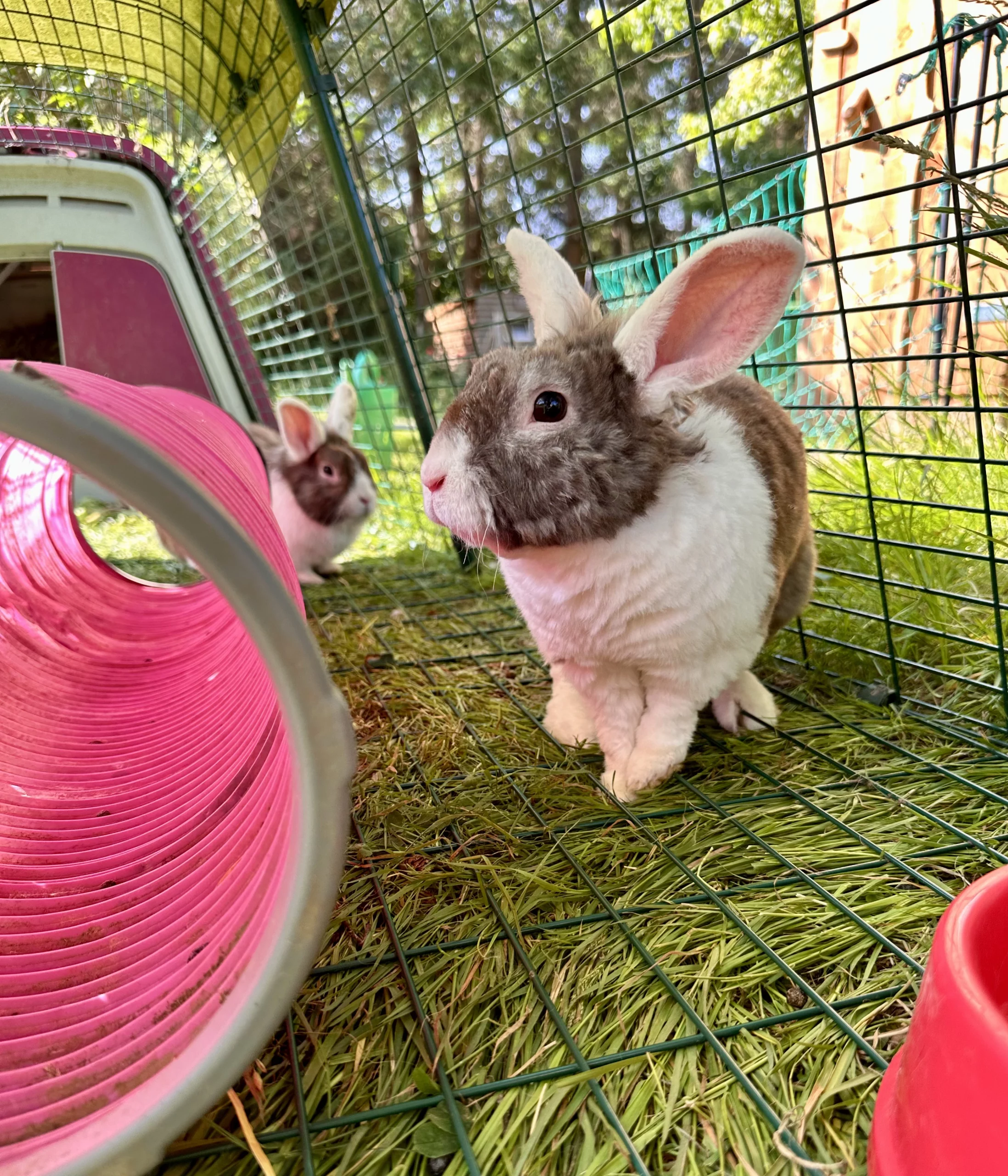 Max (1) Chèvre