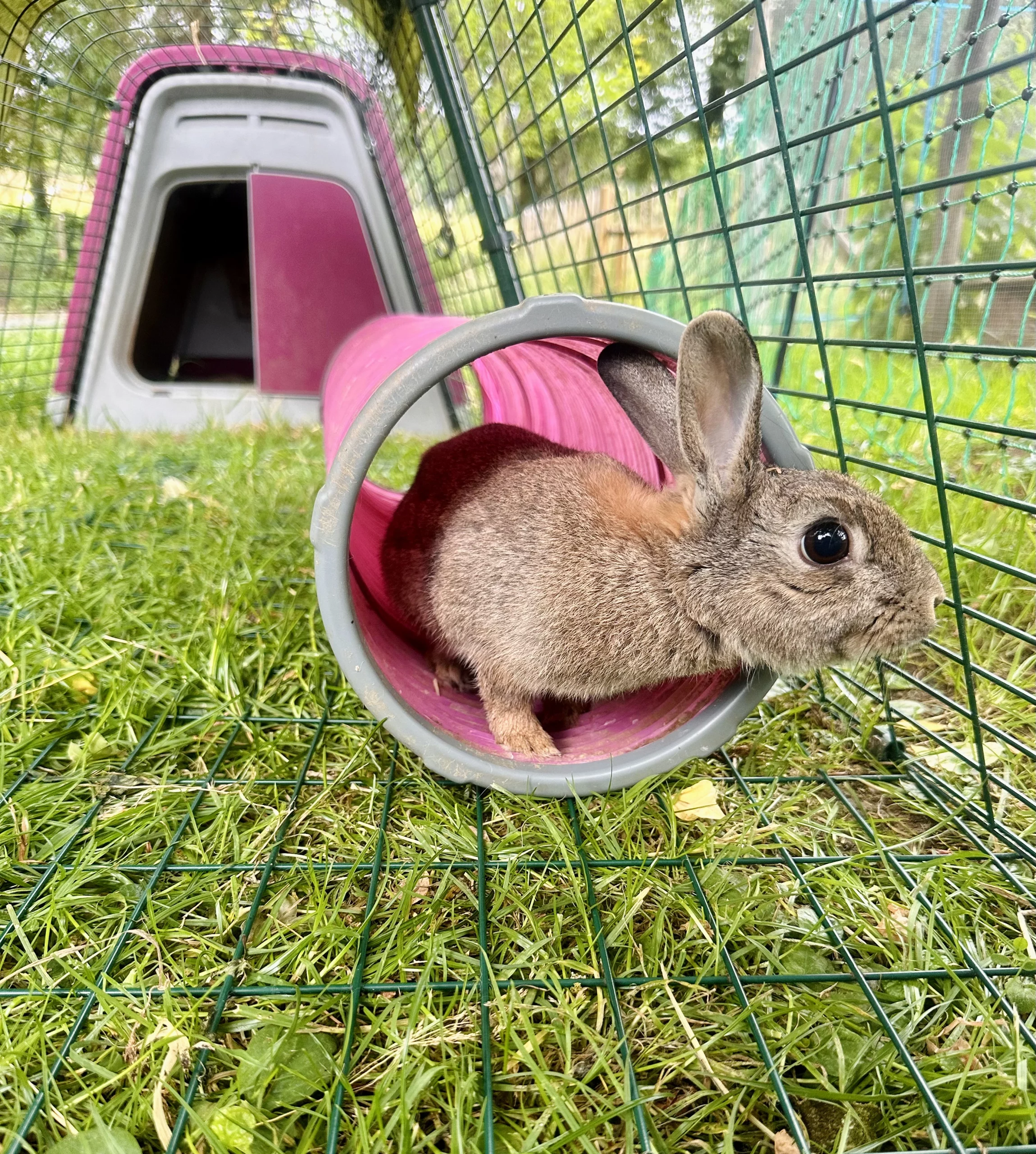 Swiffer Chèvre